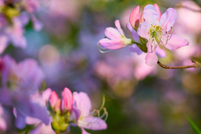 Close-up of pink flowering plant