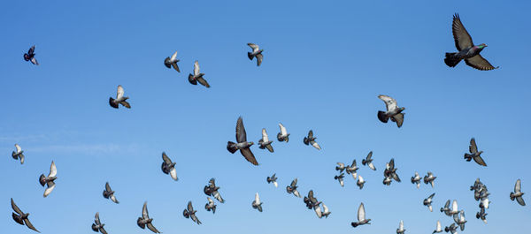 Low angle view of birds flying in sky