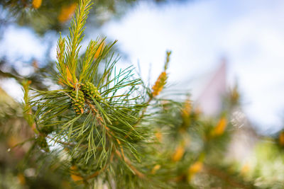 Close-up of pine tree