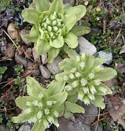 High angle view of succulent plant growing outdoors