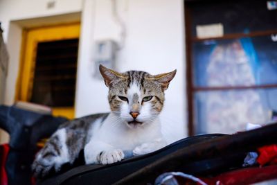 Portrait of cat sitting on window