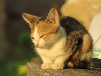 Close-up of a cat looking away