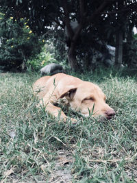 Dog resting on field