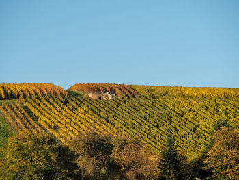 Scenic view of field against clear sky