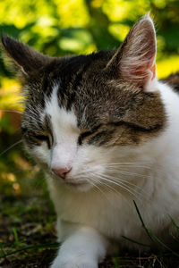 Close-up of a cat with eyes closed