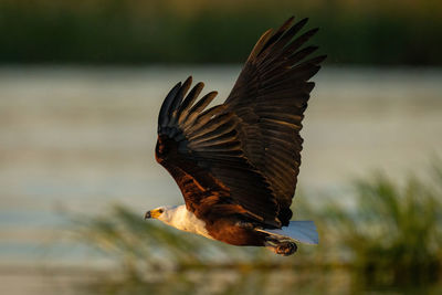 African fish eagle crosses river lifting wings