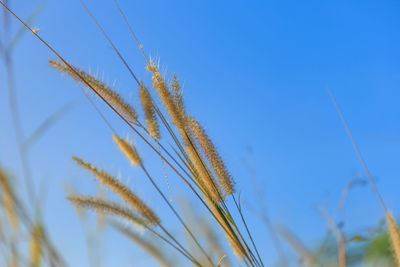 Close-up of stalks against blue sky