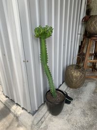 High angle view of potted plants on wall