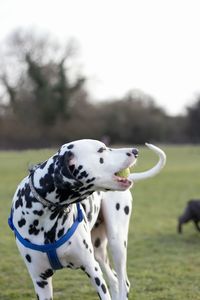 Close-up of dog on field