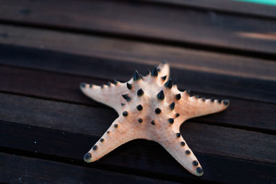 Starfish on wooden deck, with turquoise water in the background.