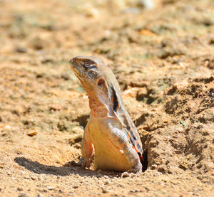 Close up butterfly lizards or small-scaled lizards rising from the hole.