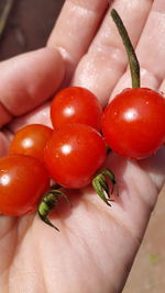 Close-up of hand holding tomatoes