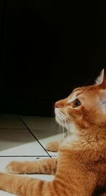 Close-up of a cat looking away