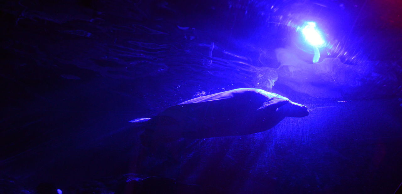 FISH SWIMMING IN AQUARIUM