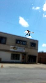 Low angle view of insect on window