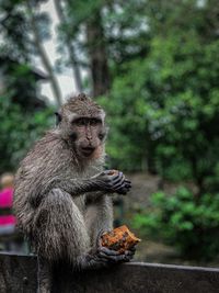 Monkey sitting on a tree