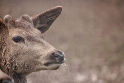 Close-up of a deer looking away