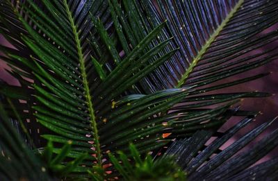 Close-up of wet plant leaves