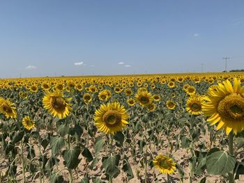 Scenic view of sunflower field against sky