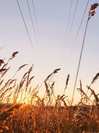 Plants growing on field against sky during sunset