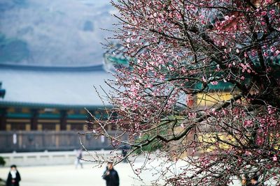 Low angle view of cherry blossom tree against sky