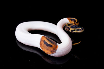 Close-up of snake against black background