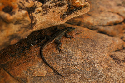 Close-up of lizard on rock