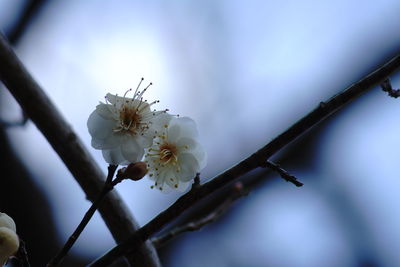 Close-up of white cherry blossoms in spring