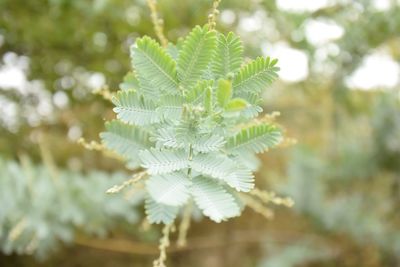 Close-up of fresh green leaves on branch