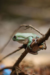 Close-up of a grasshopper