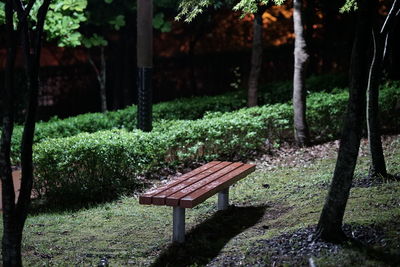 View of trees in park