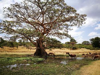 Scenic view of tree on field against sky