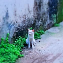 Cat sitting on footpath