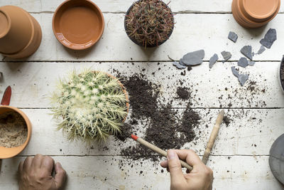 High angle view of hand holding plants on table