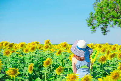 Rear view of person on sunflower field against clear sky