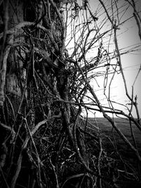 Close-up of bare tree