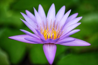 Close-up of purple water lily