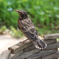 Close-up of sparrow perching on wood