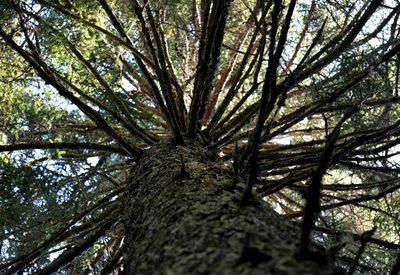 Low angle view of tree in forest