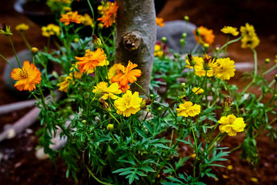 Close-up of yellow flowers blooming outdoors