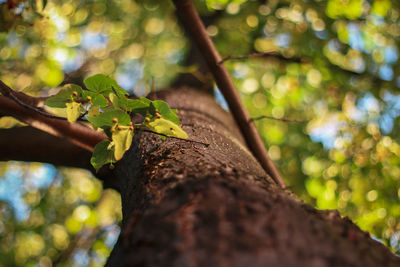 Close-up of leaves on tree trunk