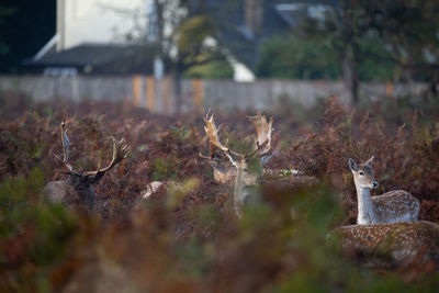 Deer amidst plants in forest