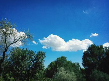 Low angle view of trees against blue sky