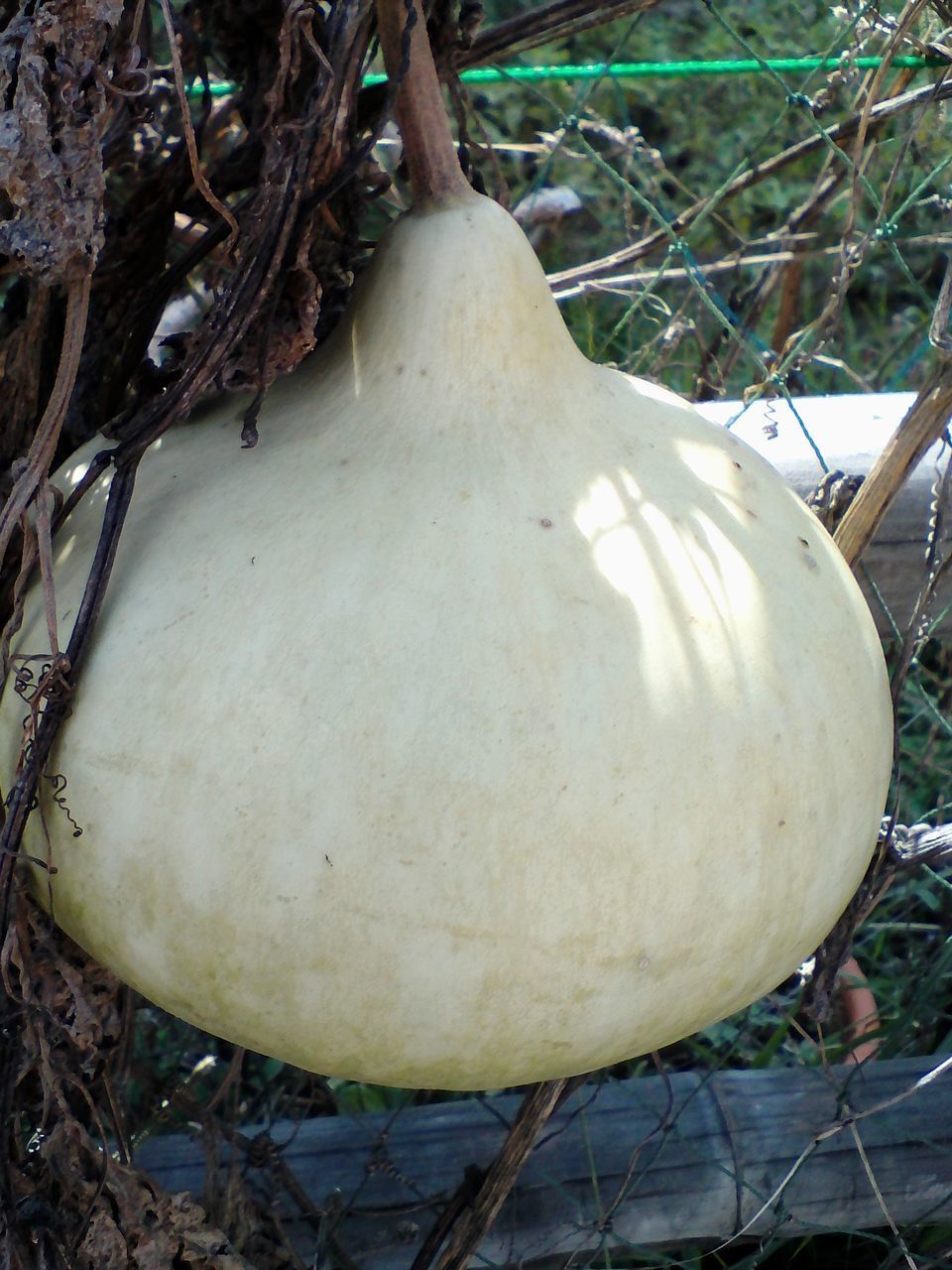 CLOSE-UP OF FRUIT HANGING FROM TREE