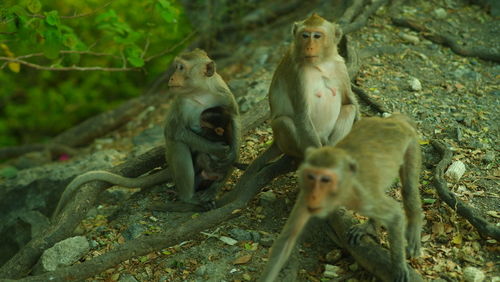 Monkeys sitting on a land