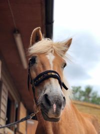 Close-up of horse looking away against sky