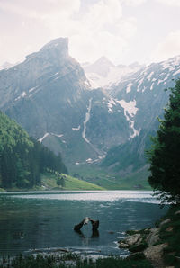 Scenic mountain view in switzerland in early summer. shot on 35mm film.