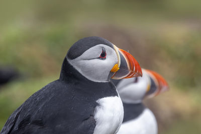 bird