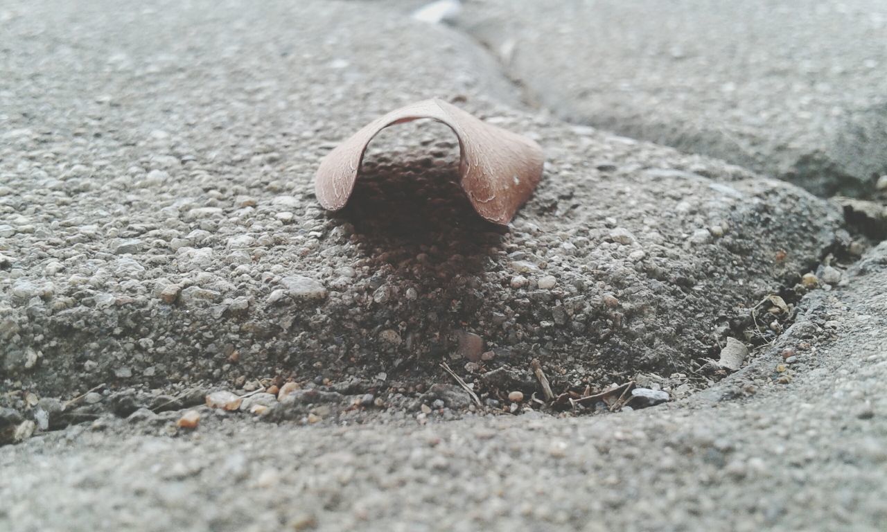 selective focus, close-up, surface level, asphalt, sand, textured, beach, animal shell, pebble, street, stone - object, ground, shell, day, outdoors, road, no people, seashell, snail, high angle view