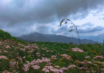 Plants growing on land against sky